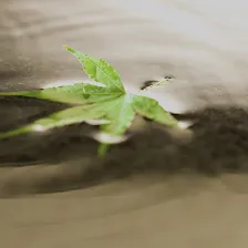 写真：水面に浮く緑色の紅葉の葉