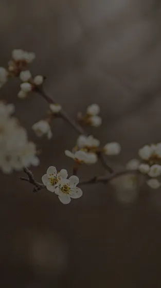 写真：木の枝先に咲く桜