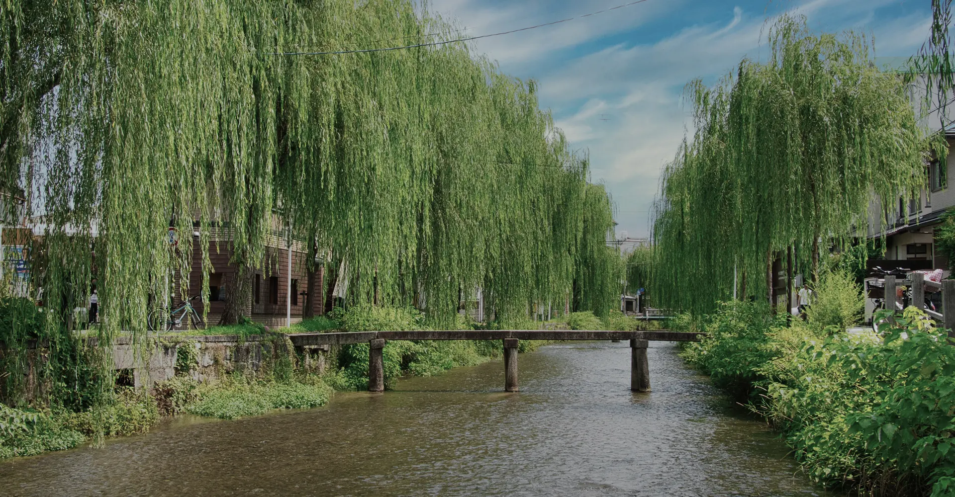 写真：京都東山・白川沿いにある柳並木