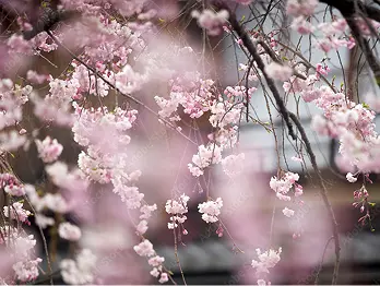写真：桜